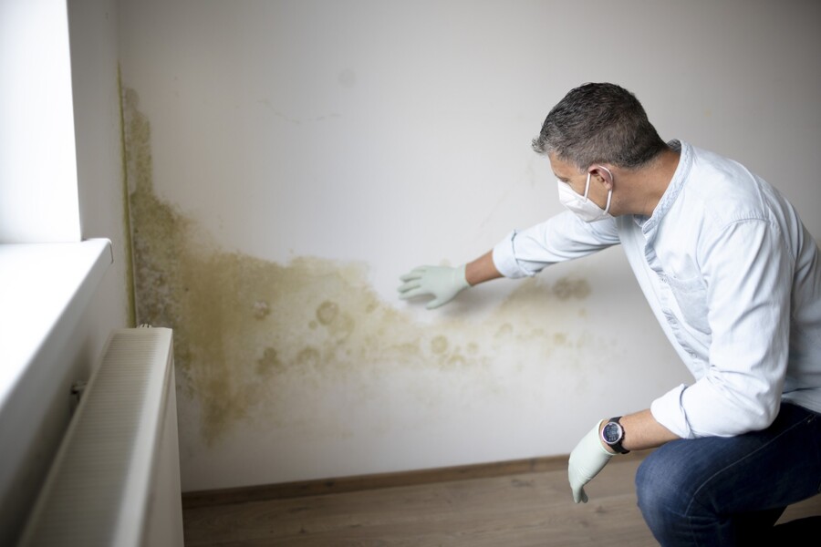 Mold Removal Contractor