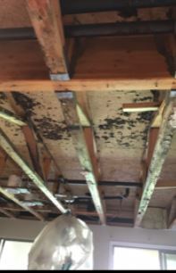 Mold Remediation in Mesa, Arizona by Specialty Water Damage Restoration LLC